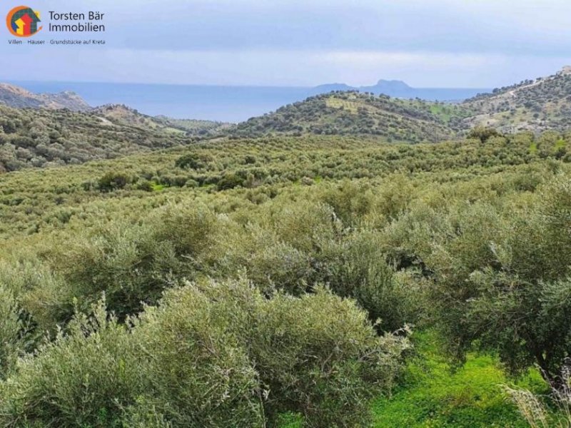 Agia Galini Kreta, Ag. Galini Olivenhain 130.000 m². Grundstück kaufen